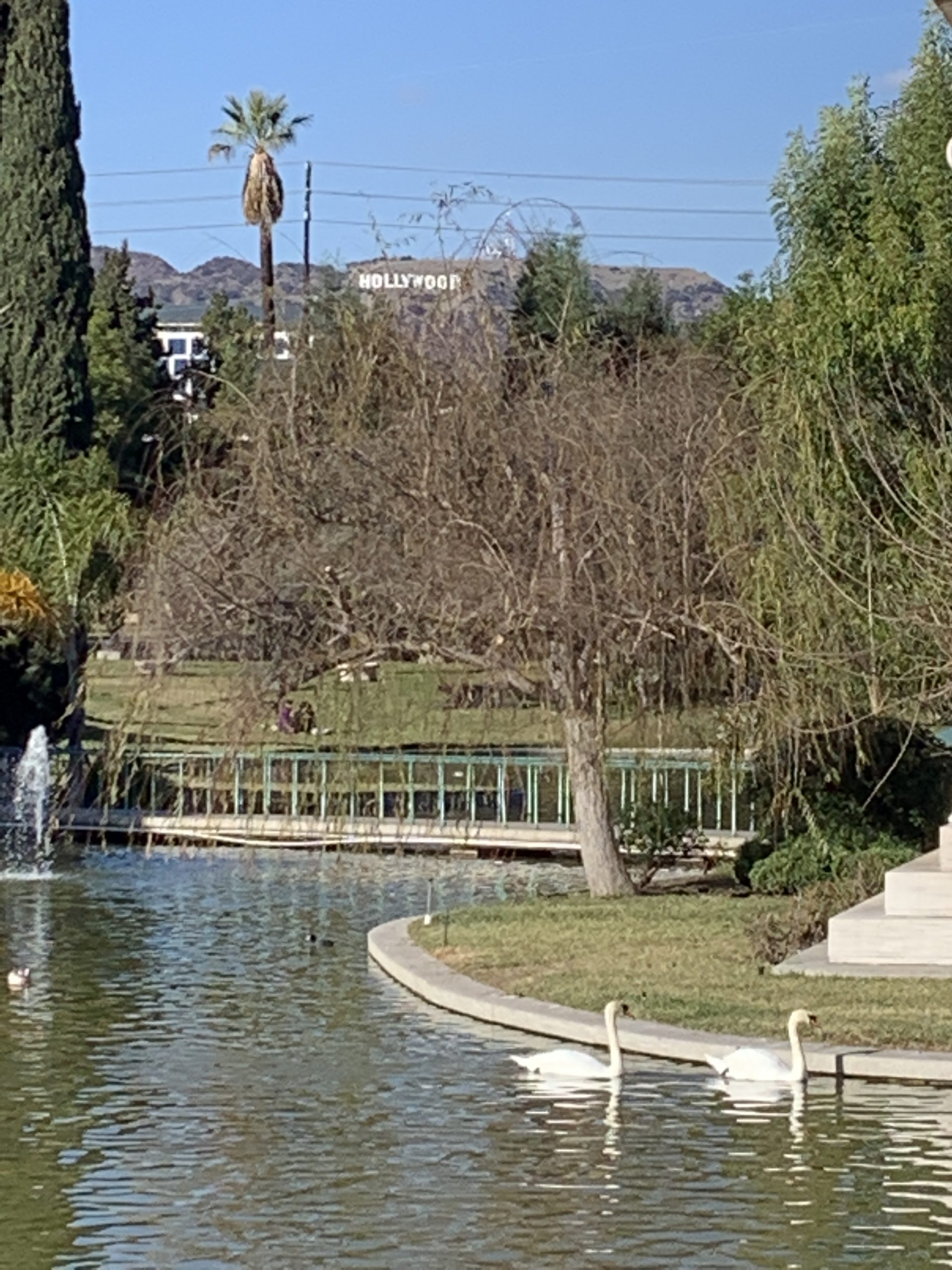 Swans at Forever Hollywood Cemetery